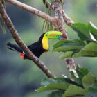 Exotic Tropical Birds Toucan