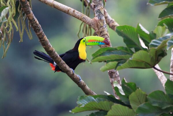 Exotic Tropical Birds Toucan