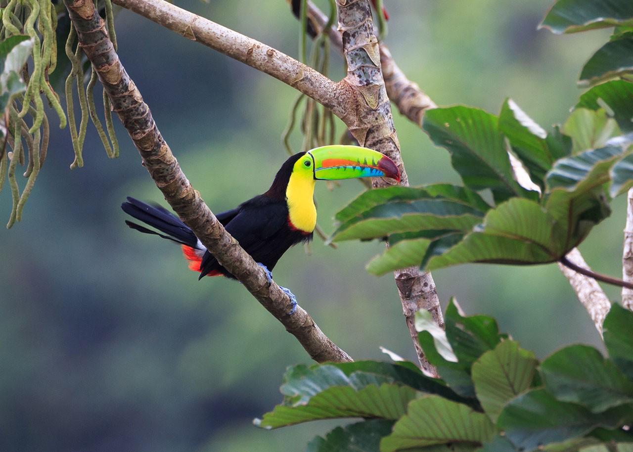 Tropical Birdwatching: 7 Exotic Birds Found In The Rainforest