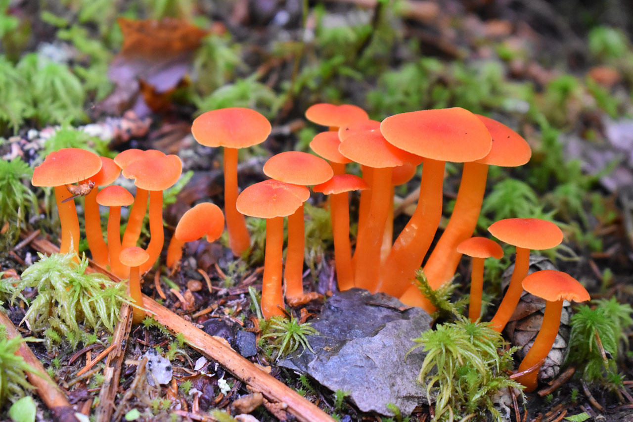 10 Amazing Mushrooms Found In The Tropical Rainforest