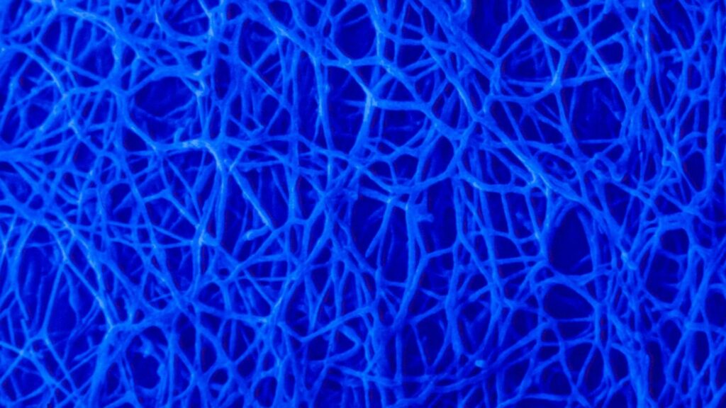 Fractal Fungi Mycelium In The Soil