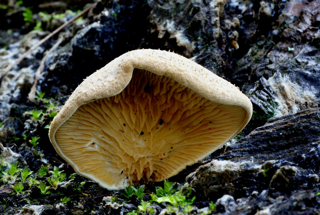 How Fungi Mycoremediation Can Help Us Save Our Soil