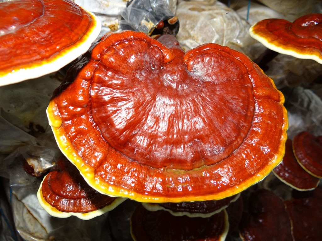 Reishi Mushrooms (Ganoderma lucidum)