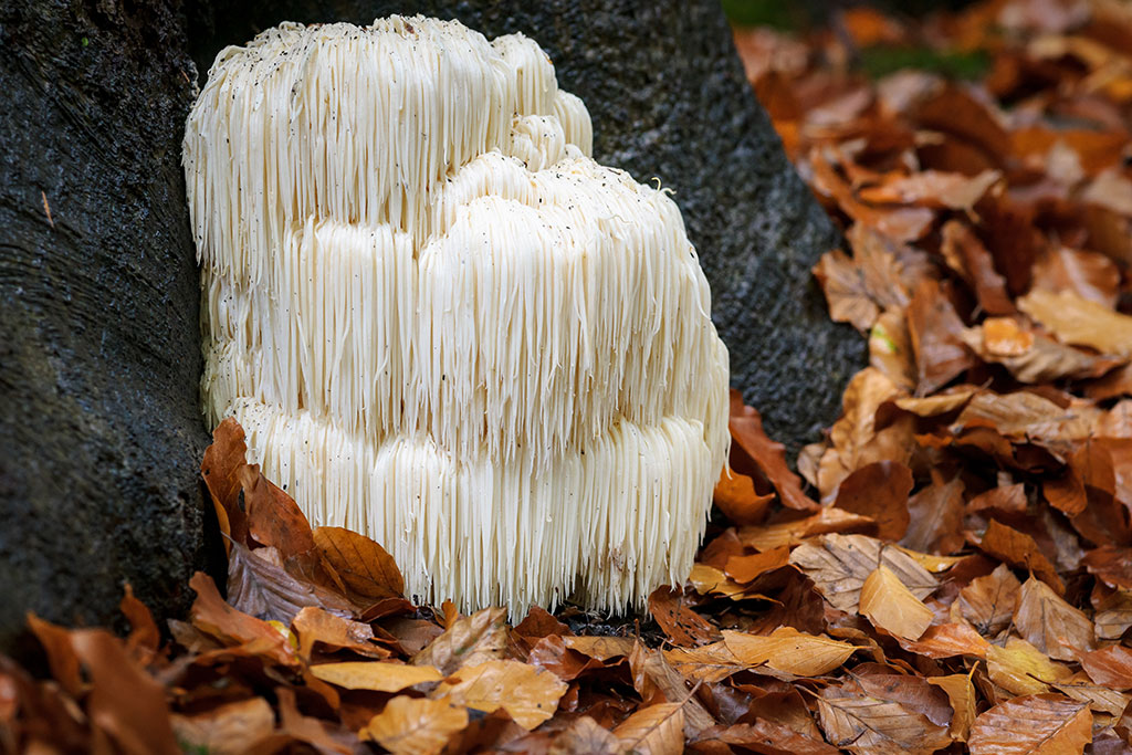 Lion's Mane Mushroom (Hericium erinaceus)