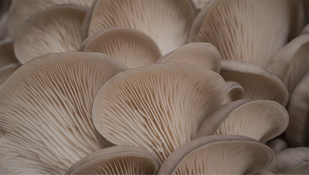 Oyster Mushrooms (Pleurotus ostreatus)