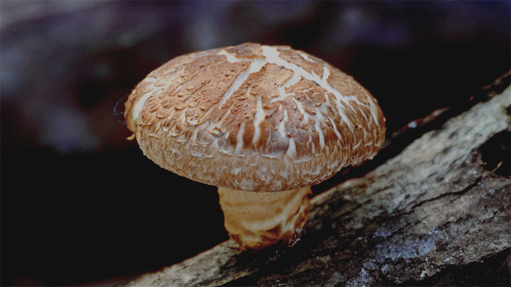 Shiitake Mushroom (Lentinula edodes)