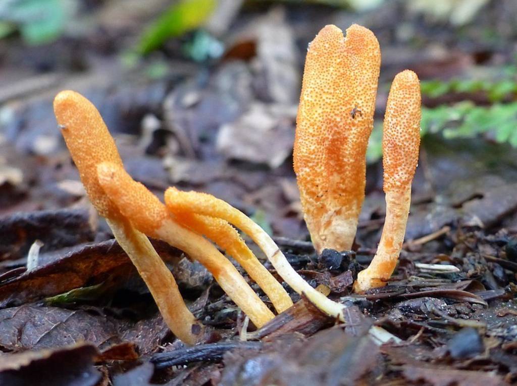 Cordyceps Militaris