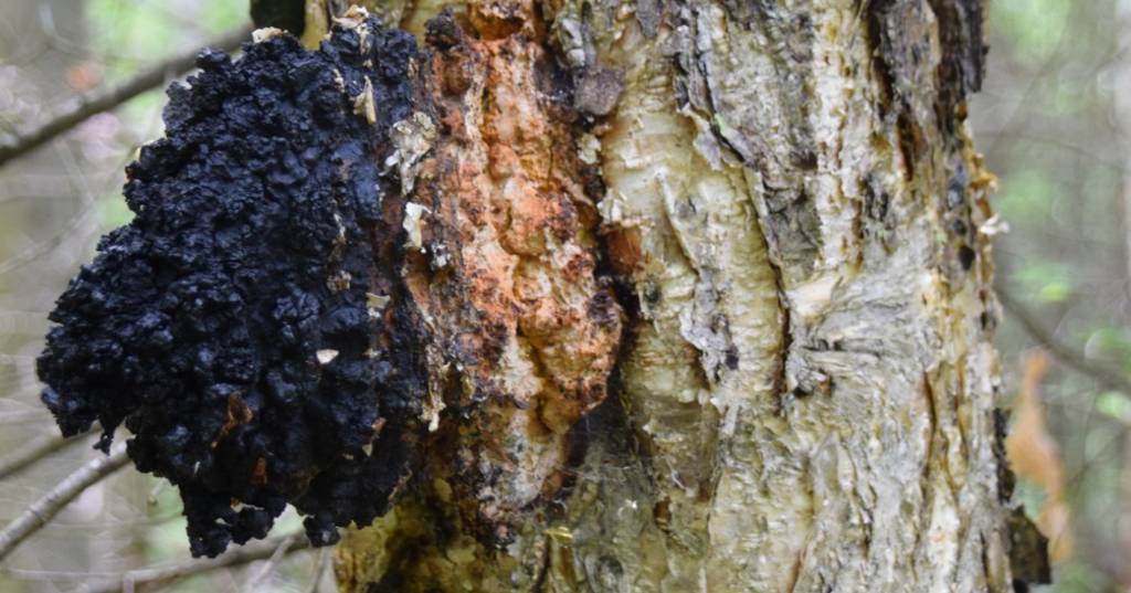 Inonotus Oliquus (Chaga)