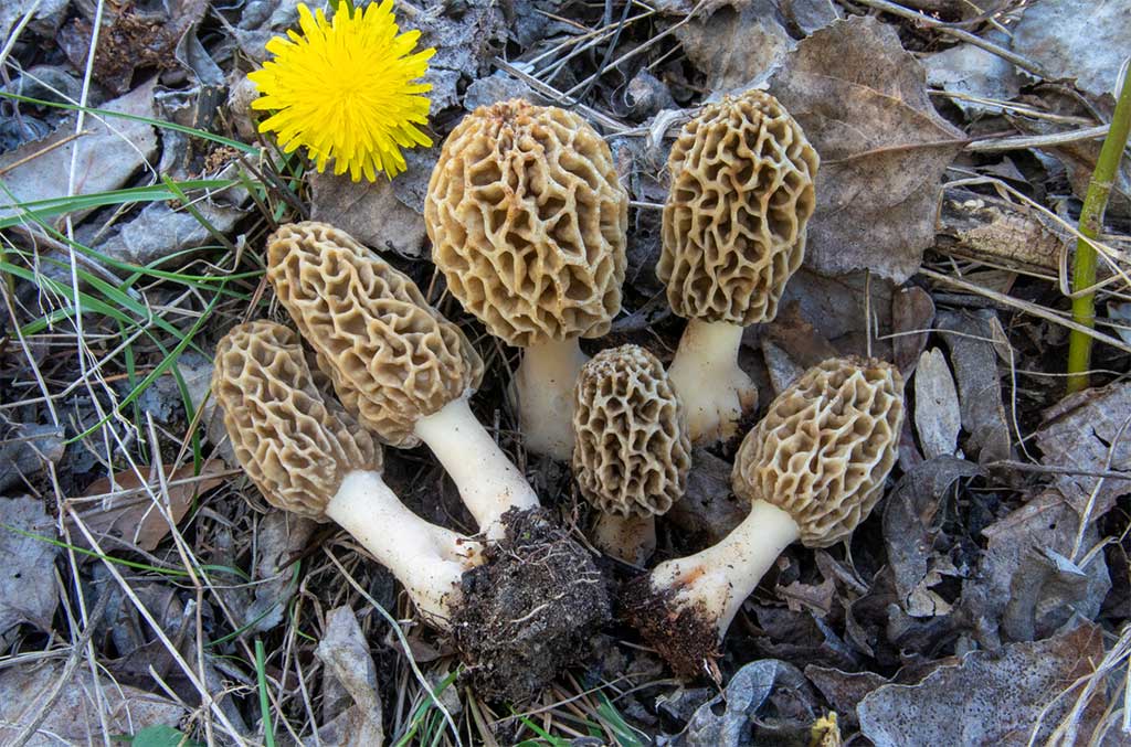 10 Common Wild Edible Mushrooms In Alberta And B.C.