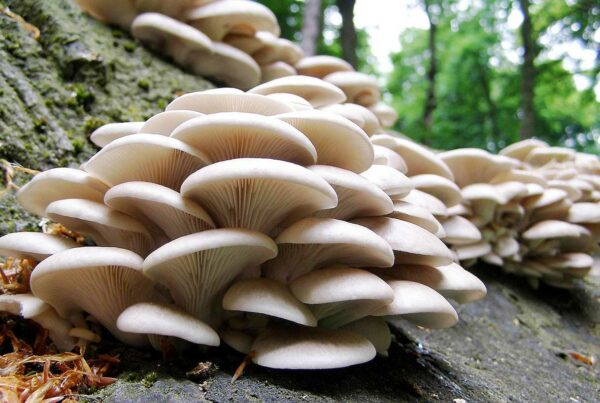 Wild Oyster Mushrooms