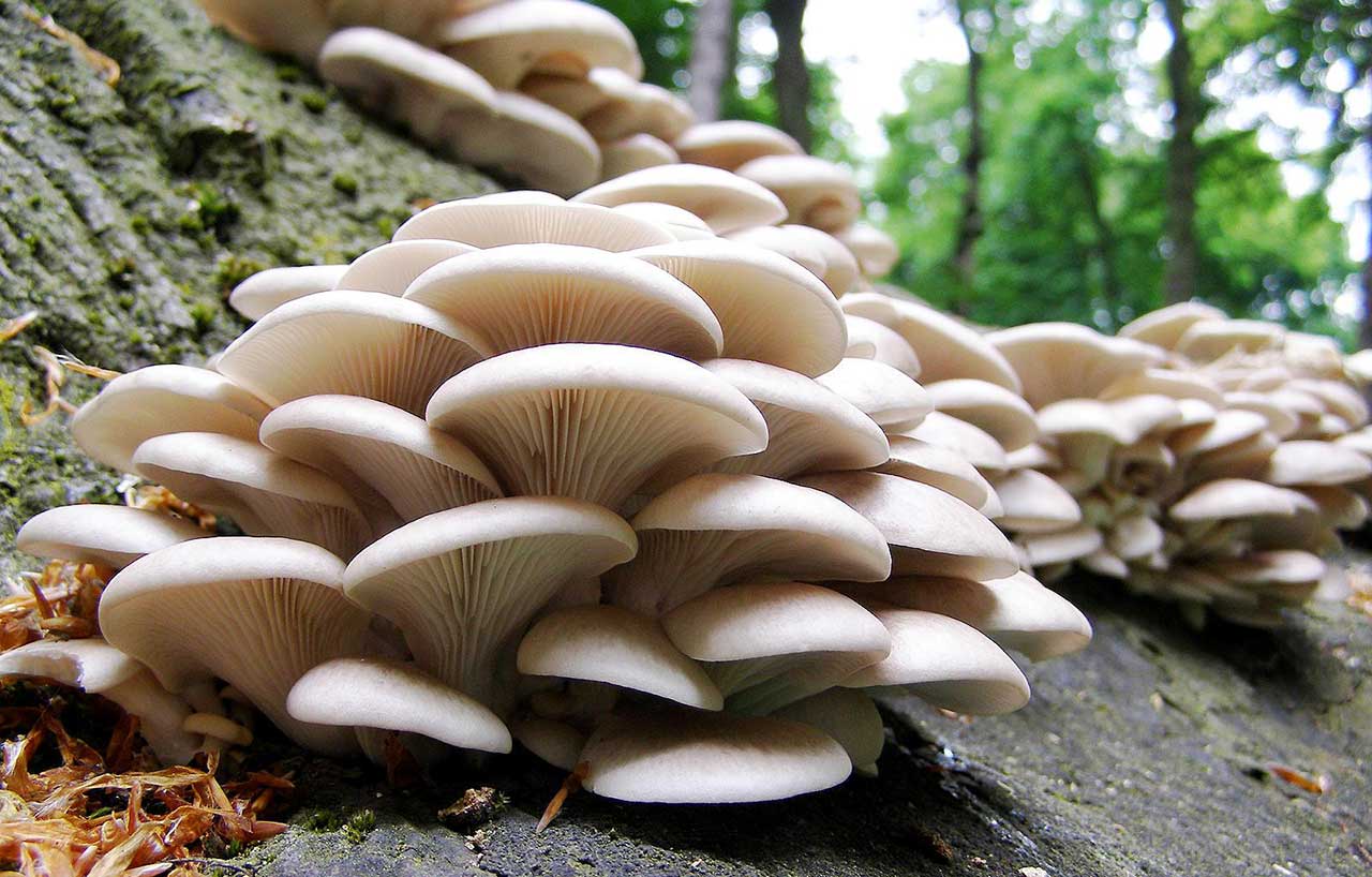 Looking For Mushroom Around Banff’s Johnson Lake