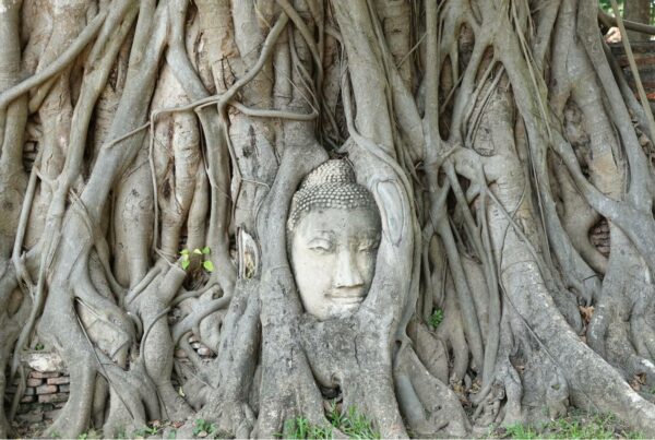 Buddhism Nonduality Animism