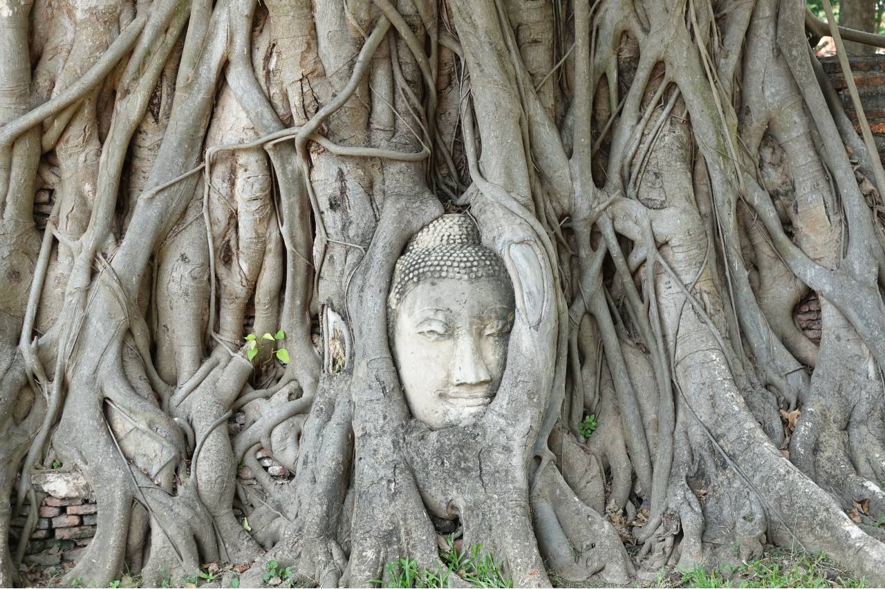 Thich Nhat Hanh On Interbeing And The Nondual Ecology of Animism