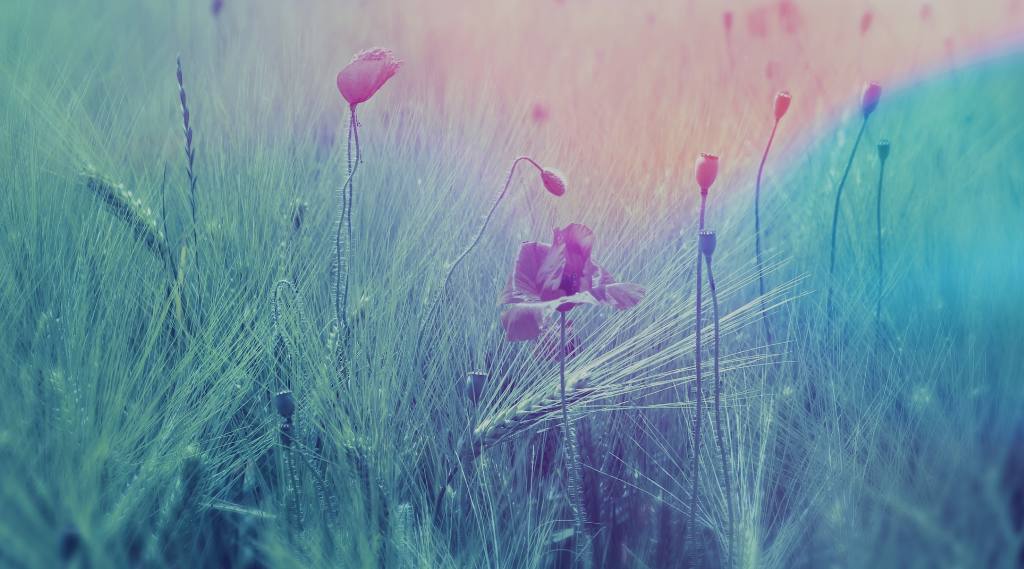 10 Common Wild Edible And Medicinal Plants In Alberta And B.C.