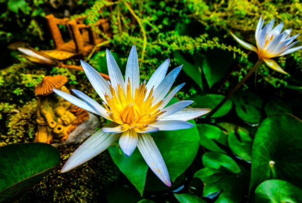 Zen Buddhism, Shinto And Animism