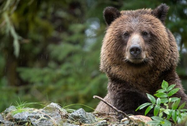 Grizzly Bear Wild Canada