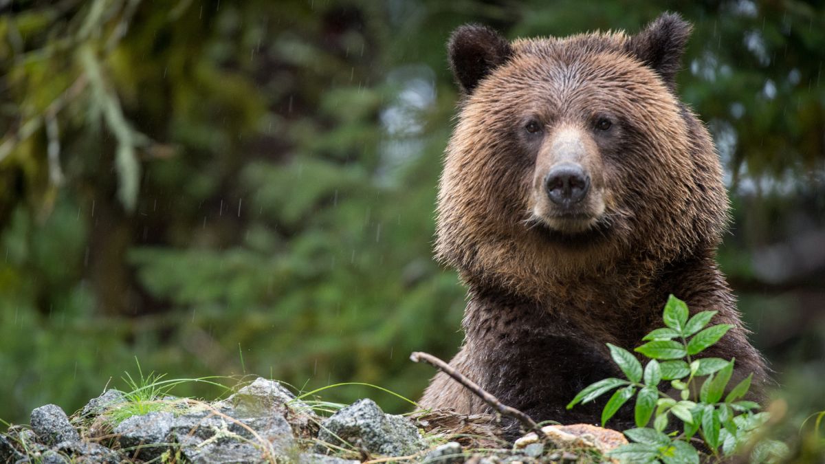 Wild Canada: A Documentary By BBC Planet Earth’s Filmmakers