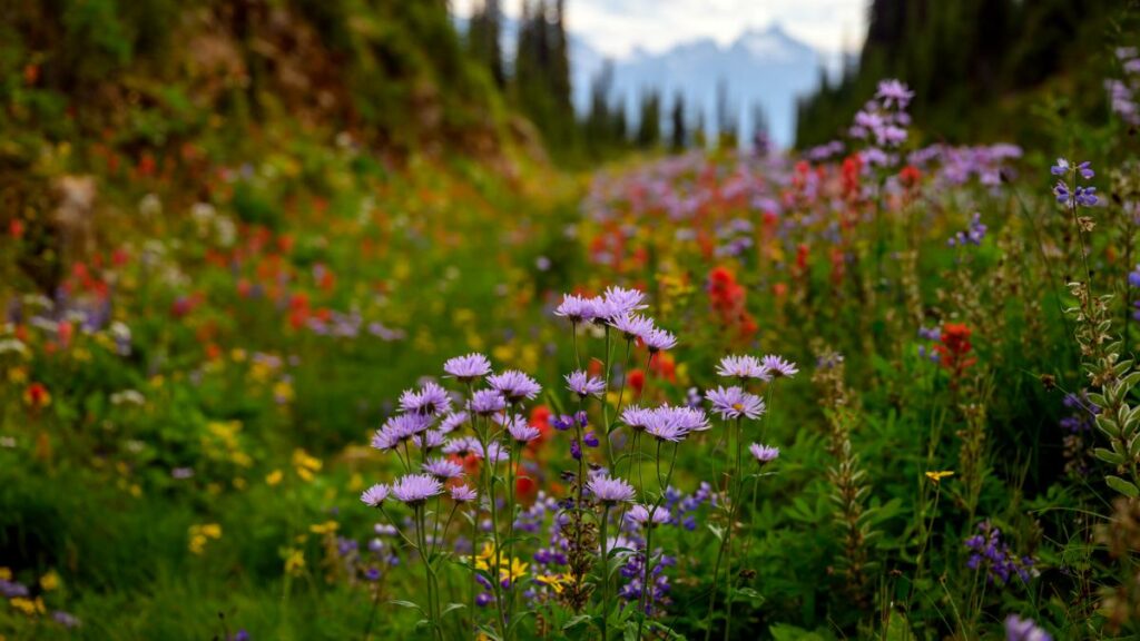 eco tourism canada