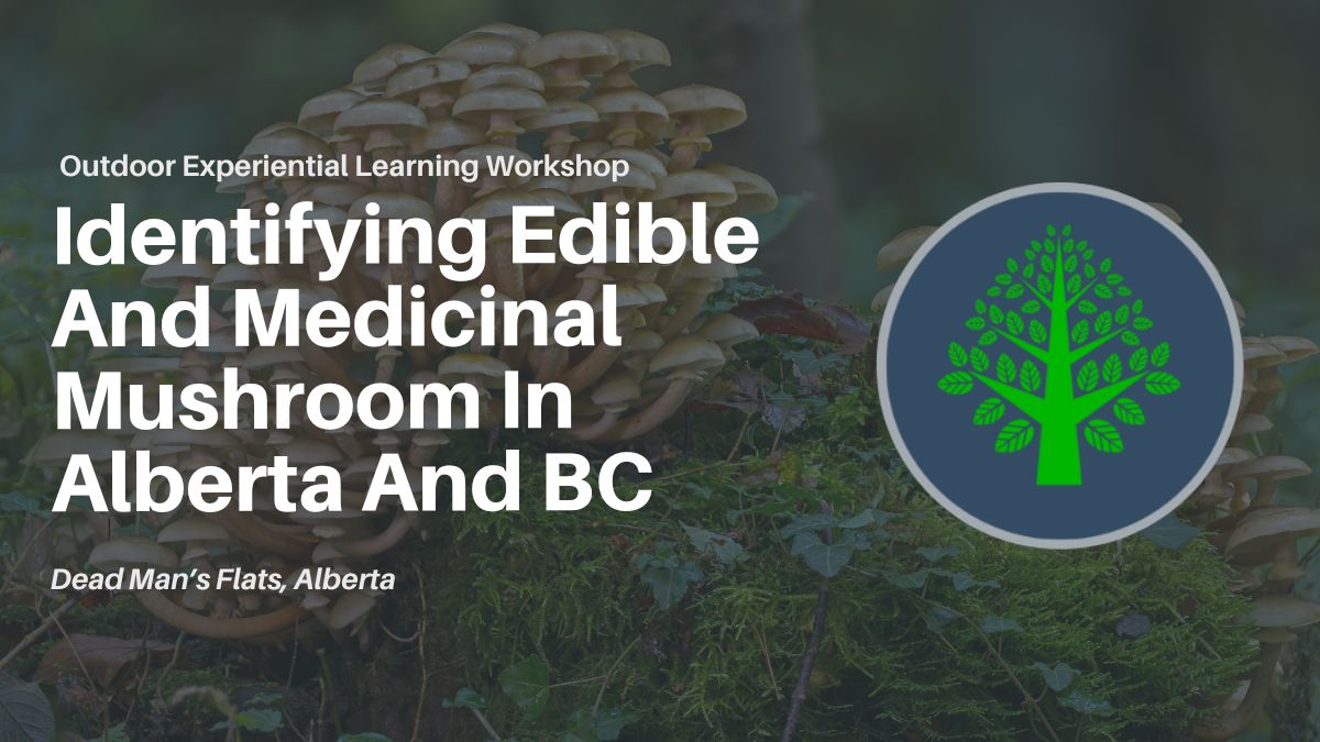 Mushroom Identification Workshop