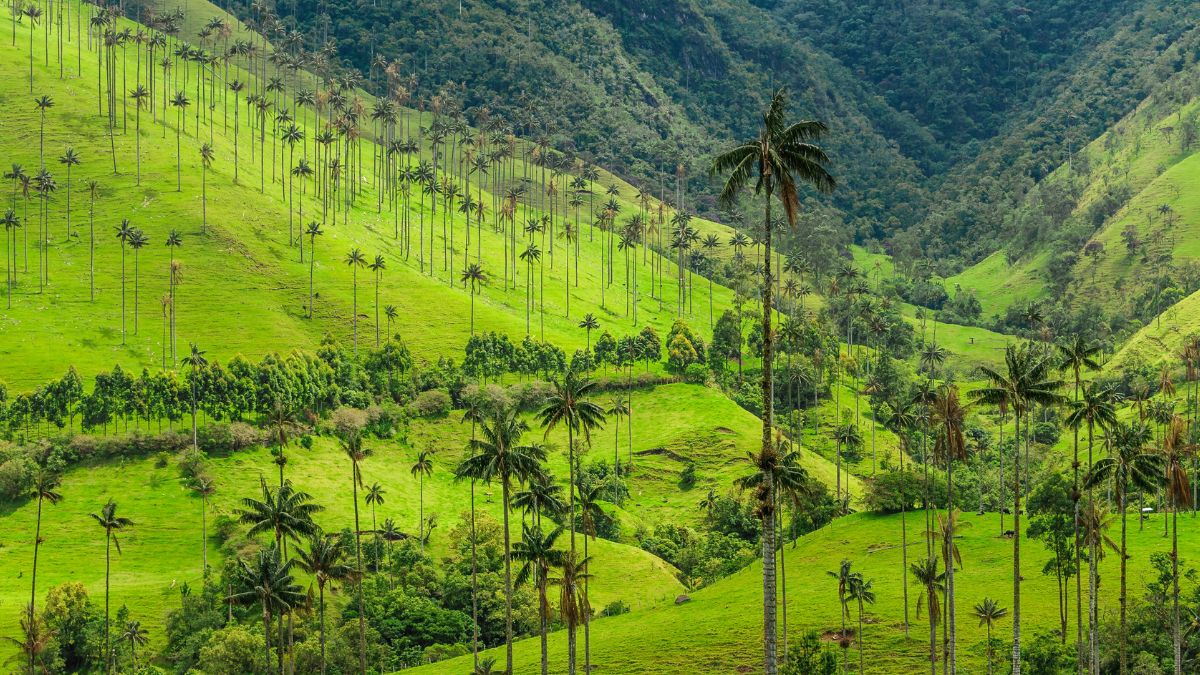 3 Nature Documentaries About Colombia’s Wild Biodiversity