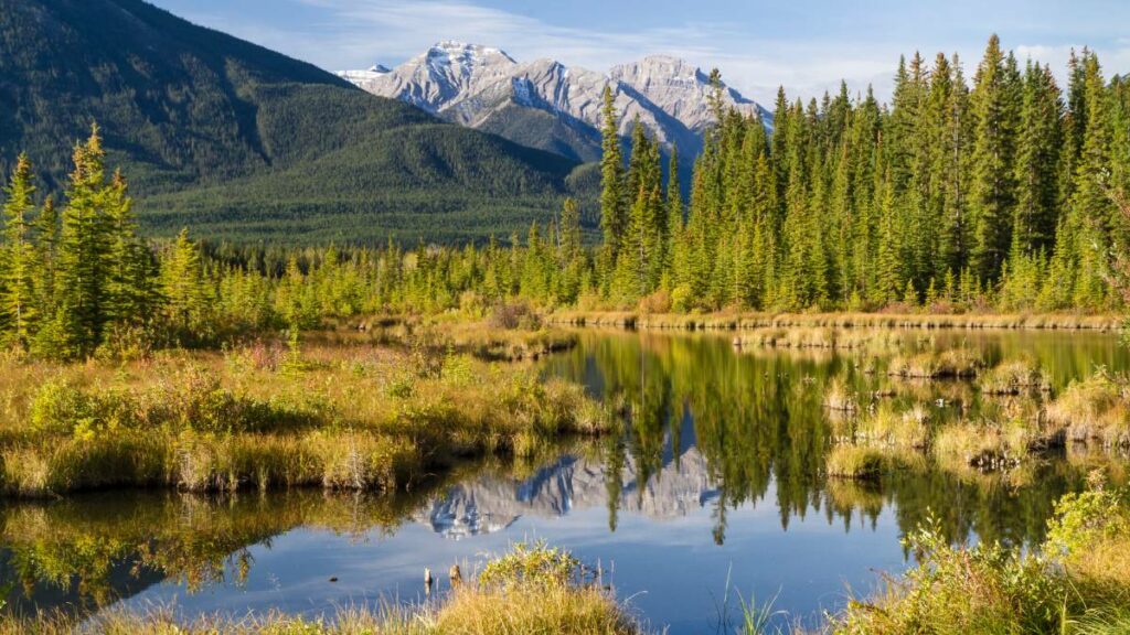 Forest And Wetlands Near The Town of Banff