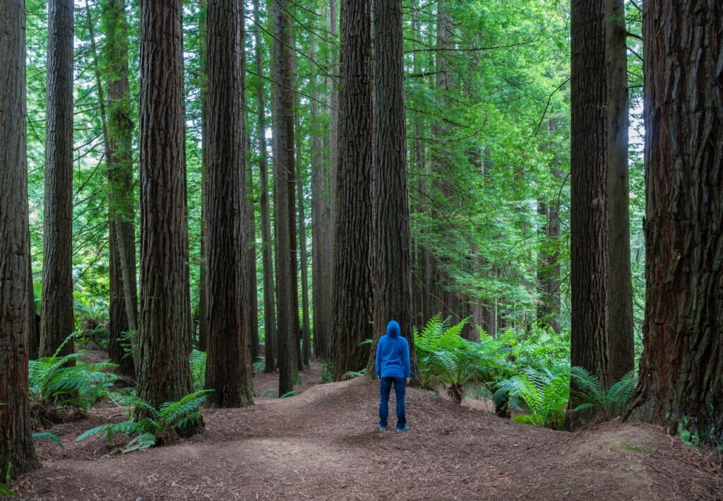 Fractal Forest of Awe And Wonder