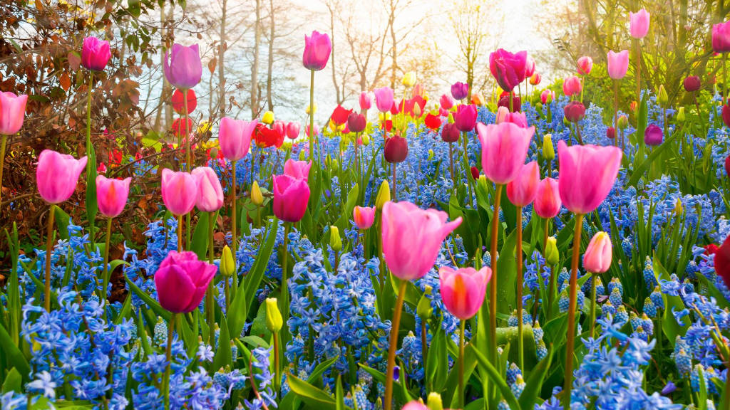 Fractal Flowers Blooming