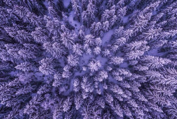 Fractal Forest Aerial