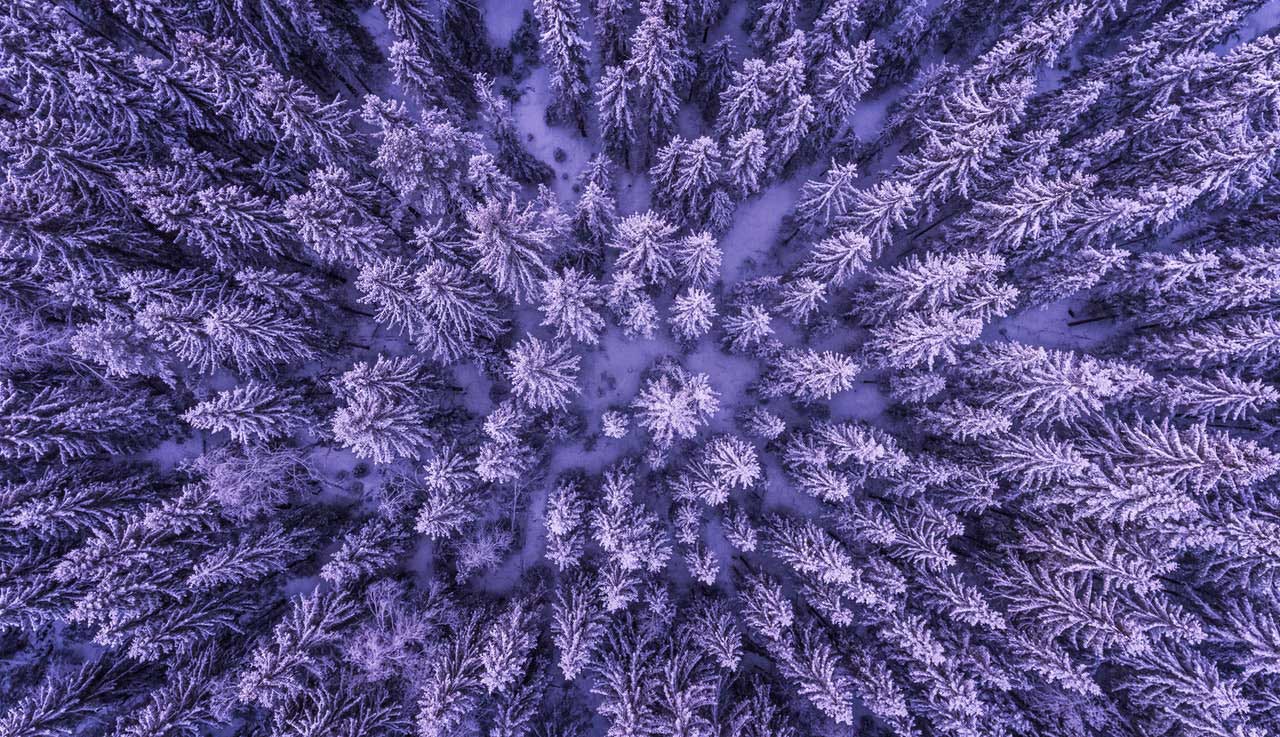 Fractals In Nature: Develop Your Pattern Recognition Skills