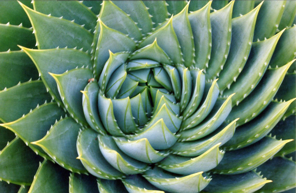 The fractal plant growth spiral