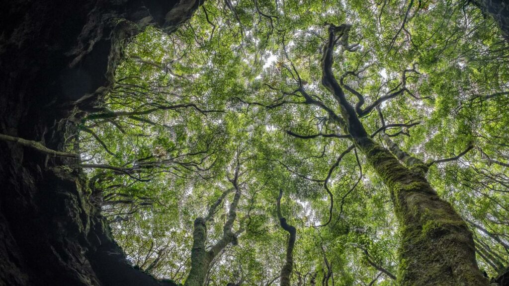 The fractal patterns of the forest canopy