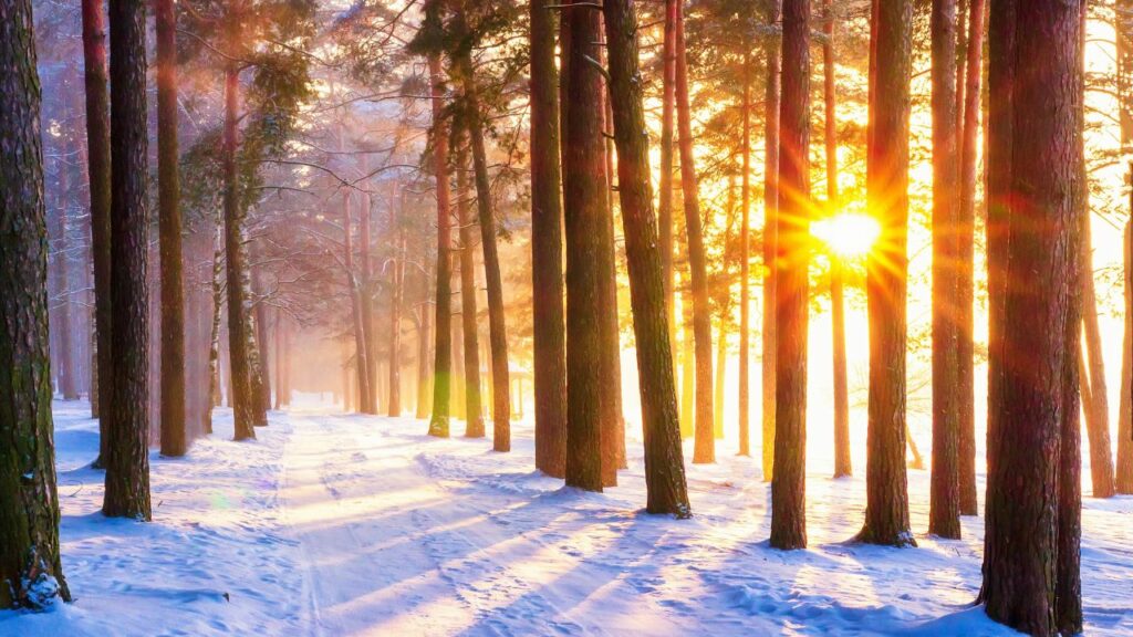 Winter Forest Bathing Invitations