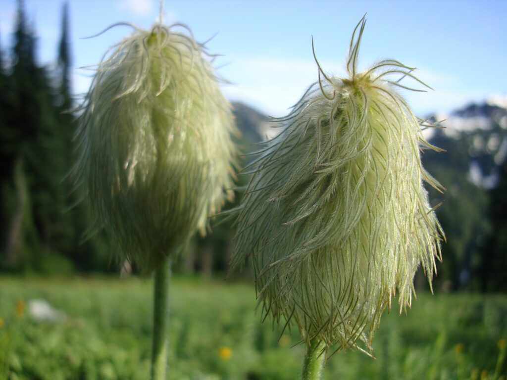 White Pasqueflower (Pulsatilla occidentalis)