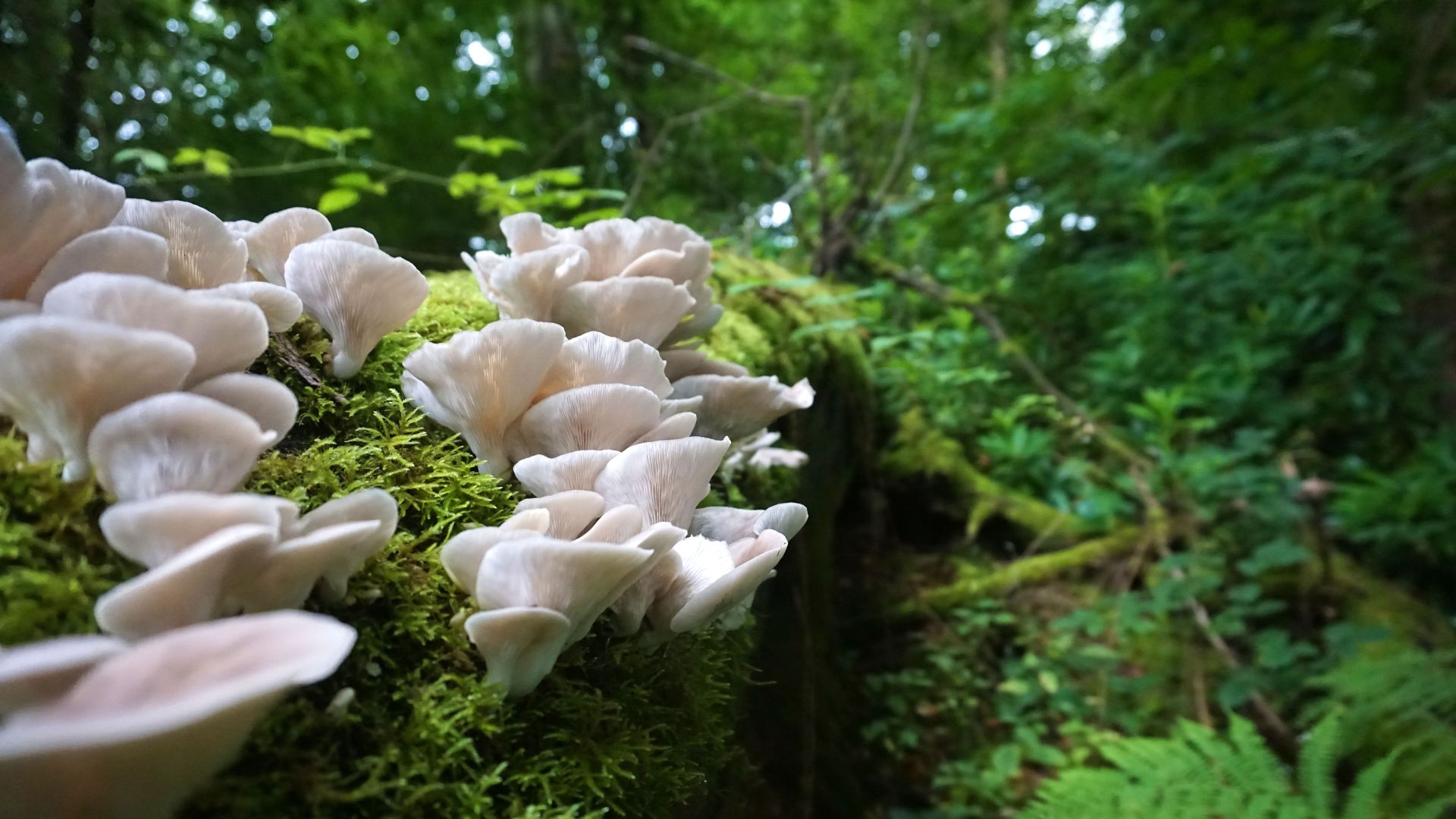 3 Tips For Foraging Wild Plants And Mushrooms In Alberta