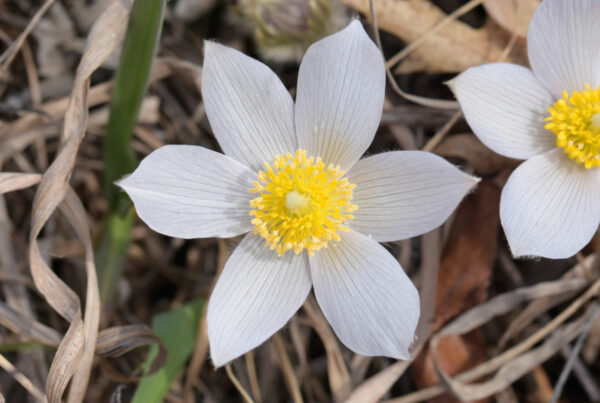 Early Spring Wildflowers Pasqueflower