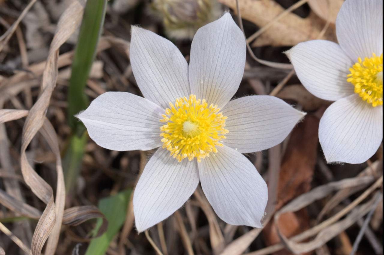 Pasqueflower: A Spring Wildflower That Symbolizes Rebirth