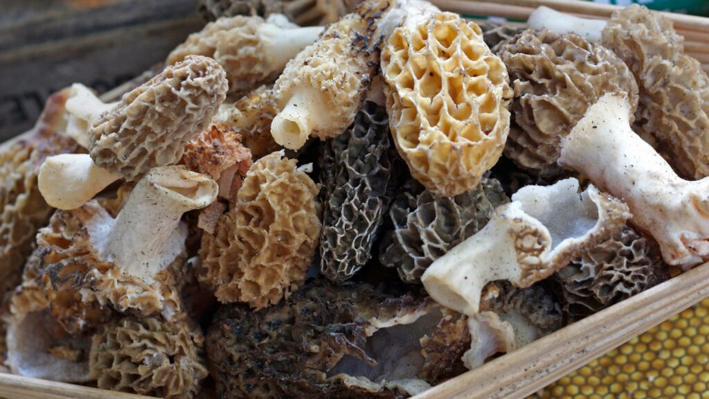 Foraging Morels