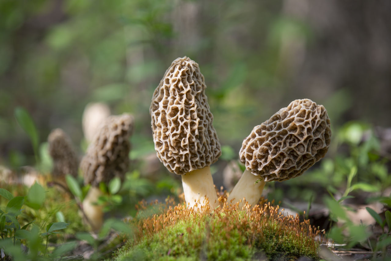 10 Fun Facts About Morels The Holy Grail of Spring Mushrooms