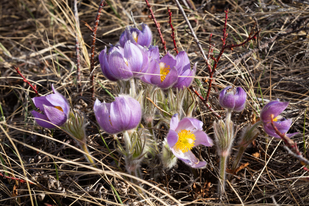 Purple Prairie Crocuses