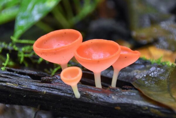 Mushrooms In Costa Rica, Panama And Colombia
