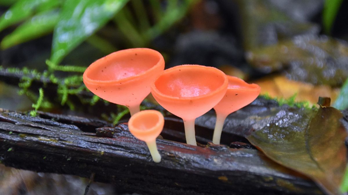 Identifying Mushrooms In Mexico, Costa Rica and Colombia