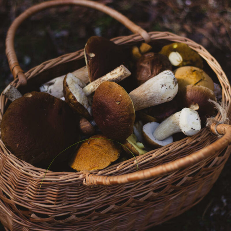 Mushroom Foraging Mycotourism