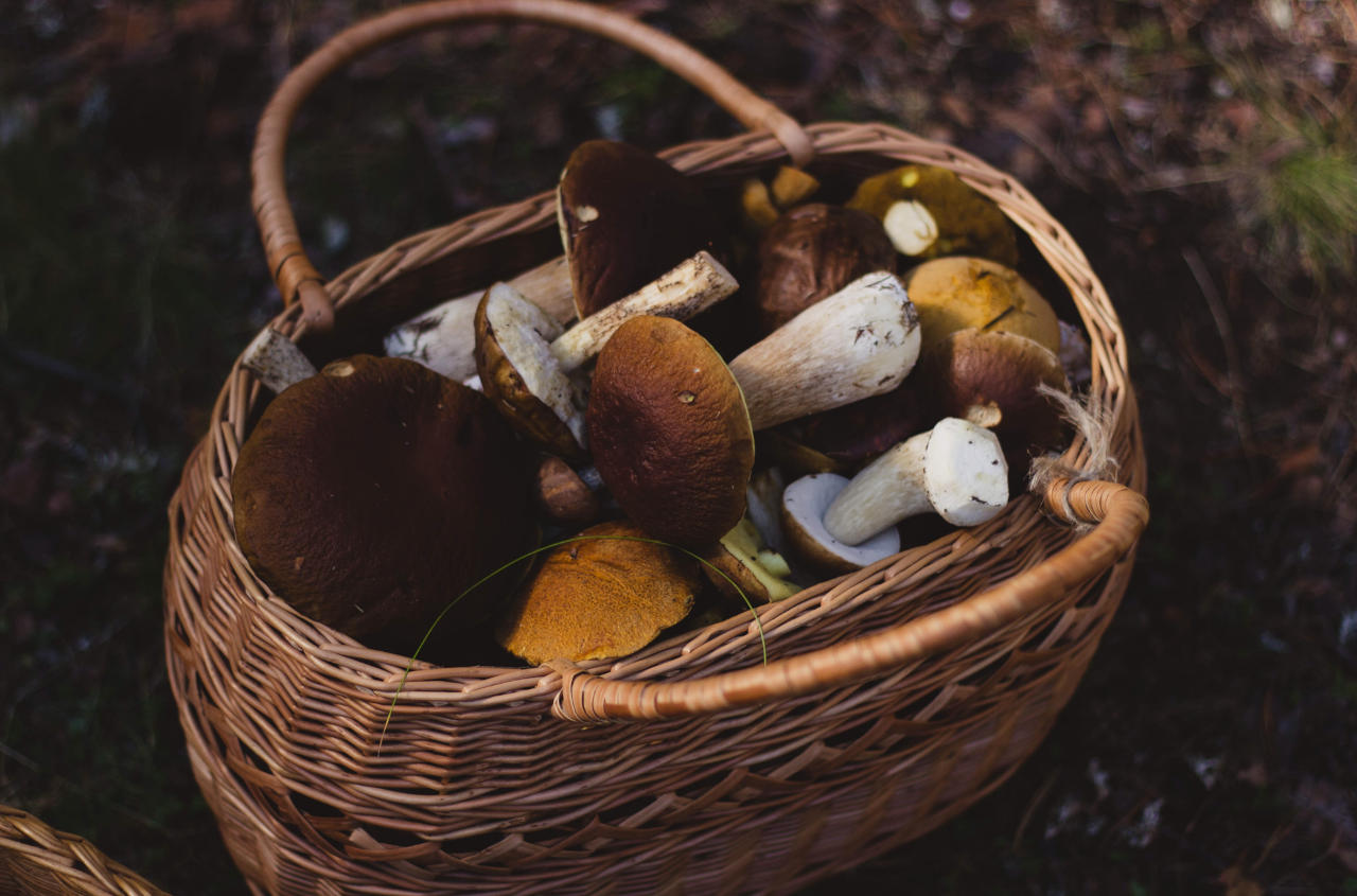 Mycotourism: A Rainy Season Opportunity With Mushroom Tourism