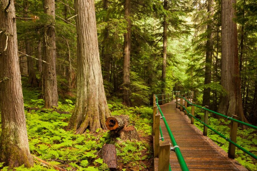 Revelstoke National Park Ancient Rainforest