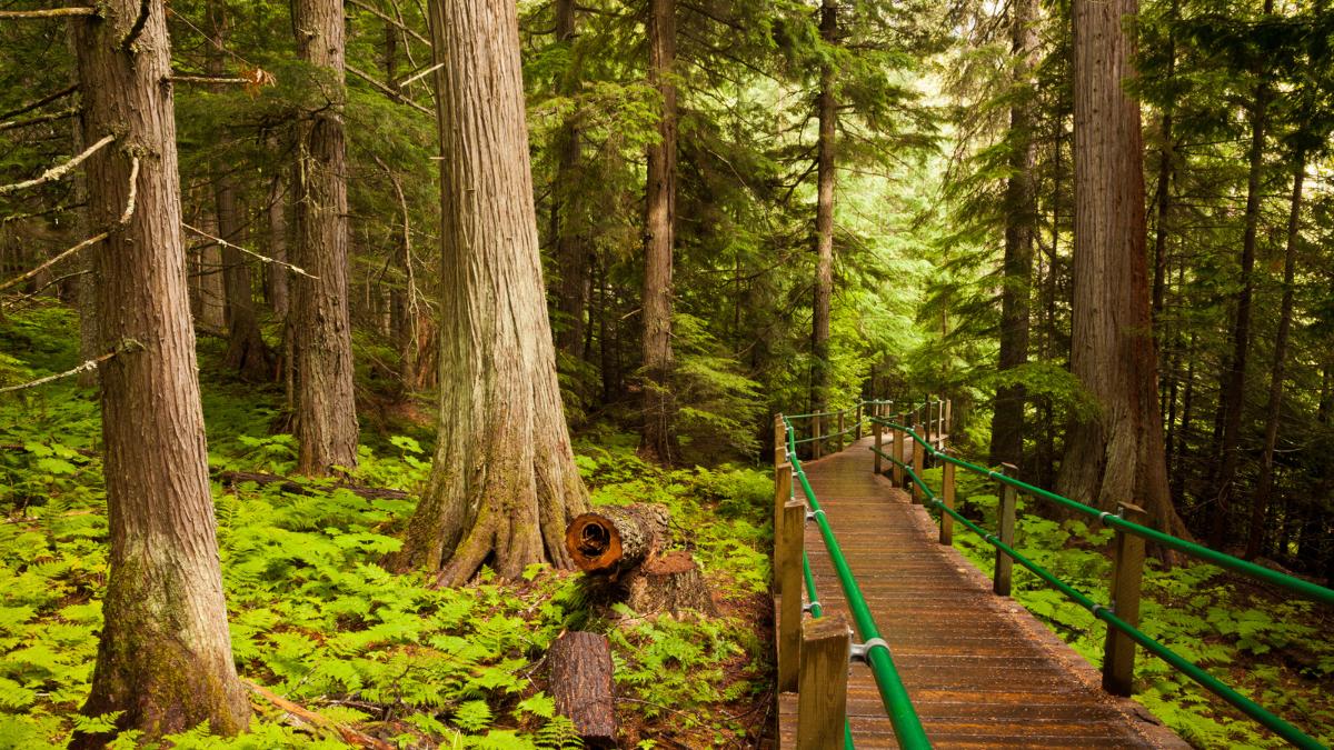 Hiking BC’s Inland Temperate Rainforests Near Revelstoke