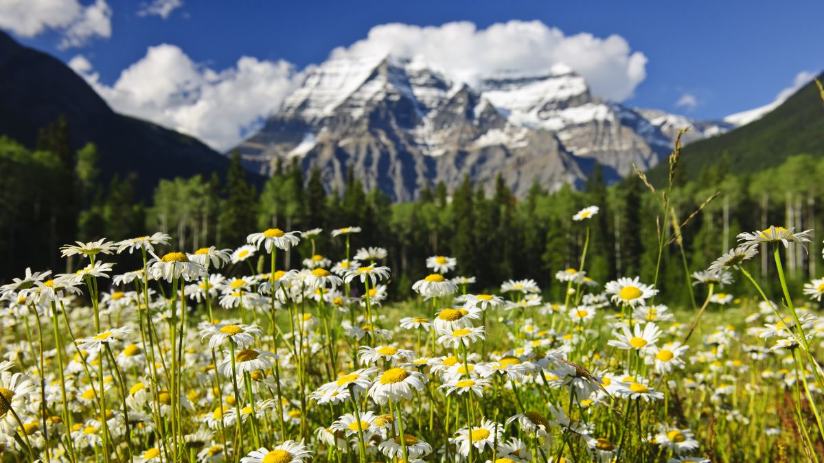Rocky Mountain Wildflowers